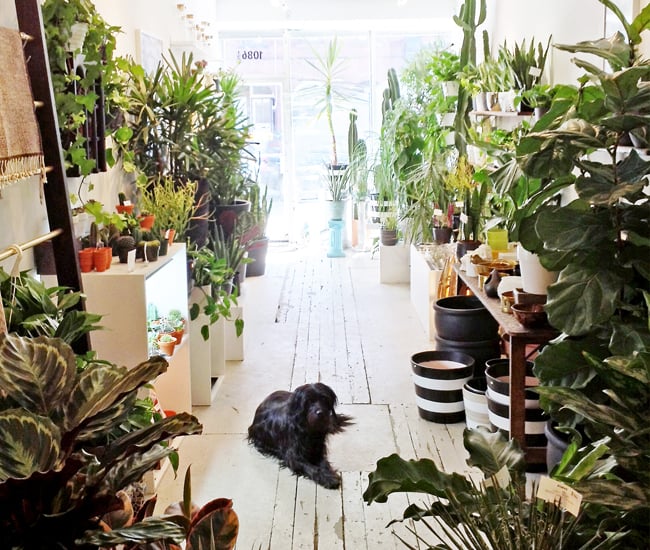 Dynasty Plant Shop Toronto