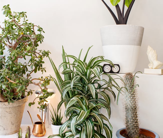 plant stores Toronto - Dynasty