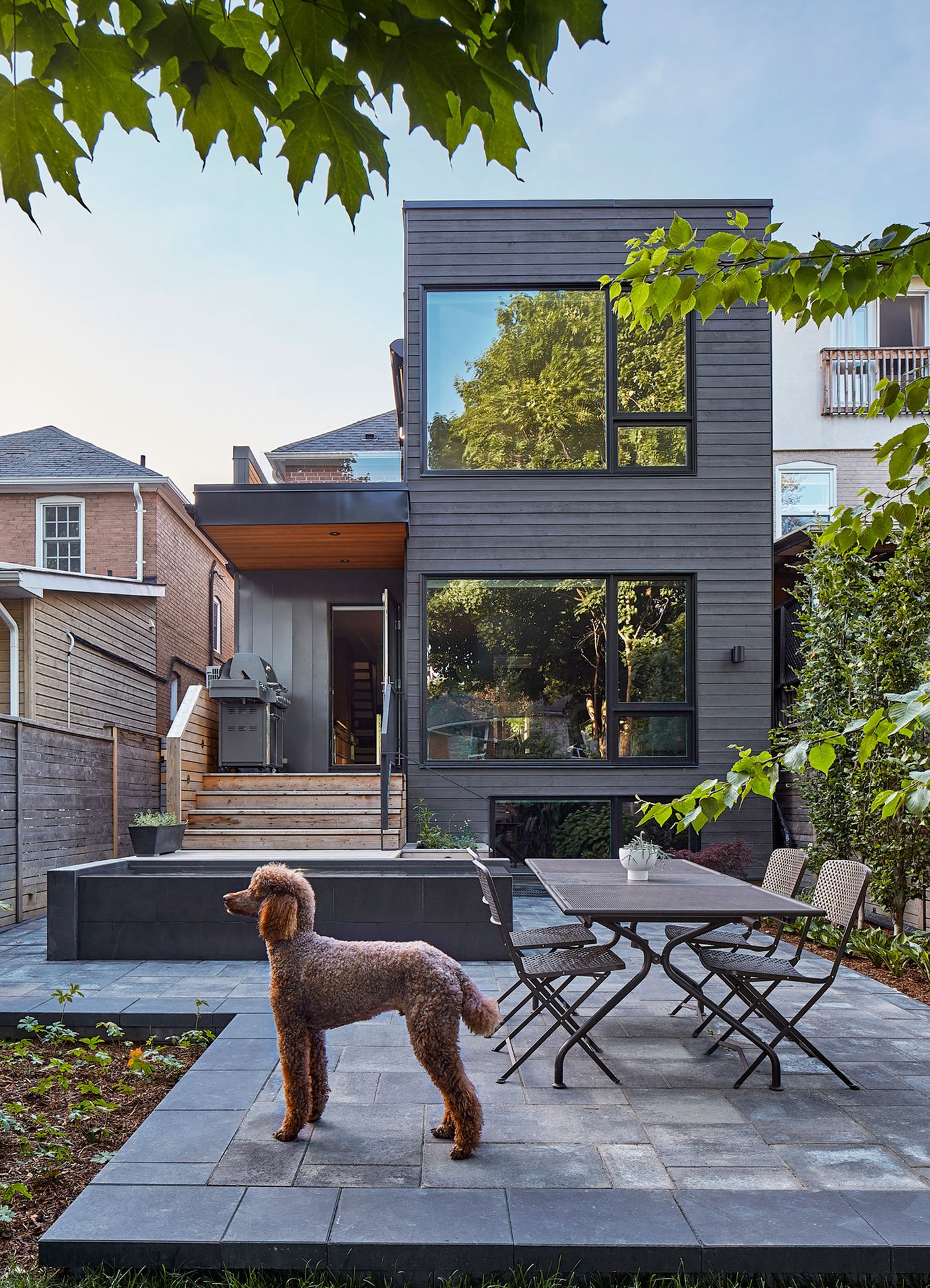 Dog in the backyard of a modern home