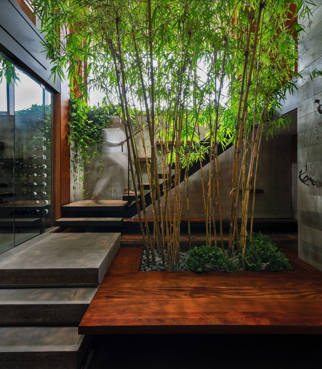 bamboo trees stem from an impressive indoor garden planter formed by elegant stepped wood and concrete