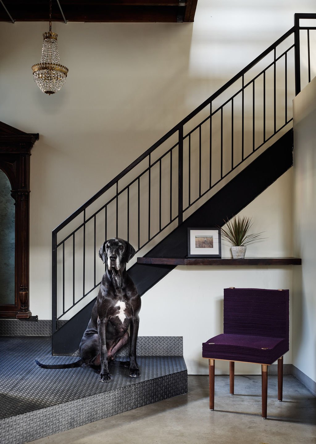 Jeffrey Forrest Great Dane dog Charles