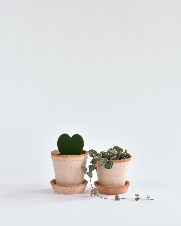 Potted Hearts by Flùr