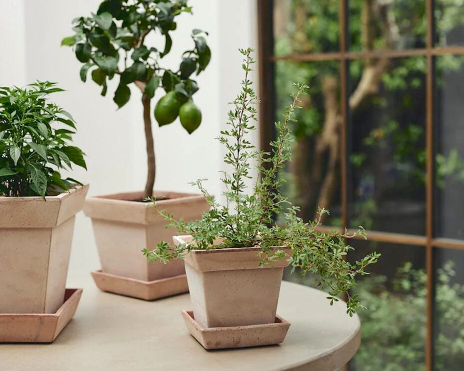 Best Plant Shops in Toronto - Plant Society